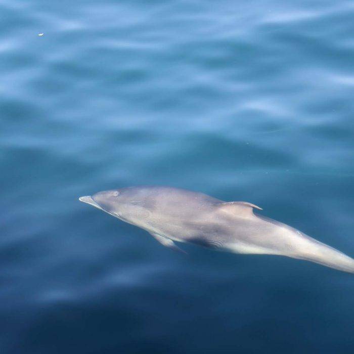 Dolphin swimming, Cliffs of Moher, Co Clare_Web Size